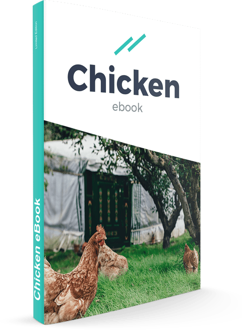 Act2 Chicken eBook