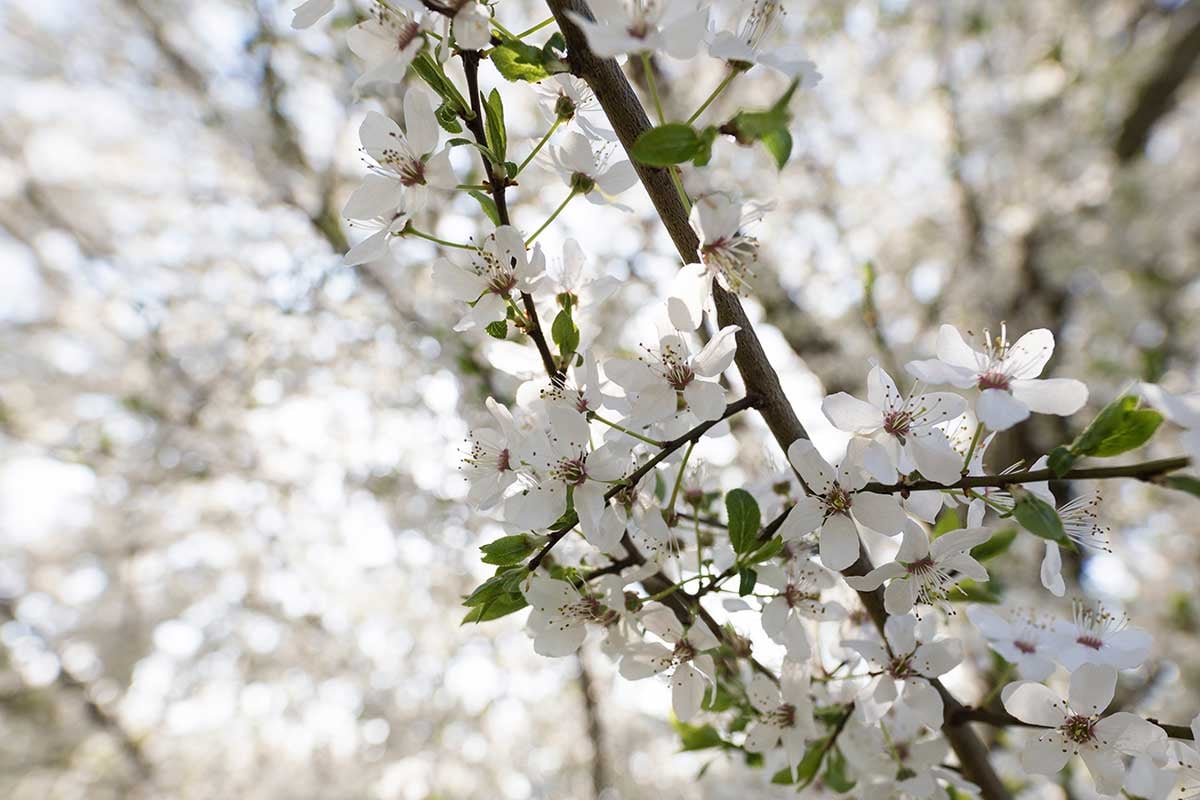 Spring