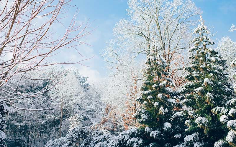 Winter